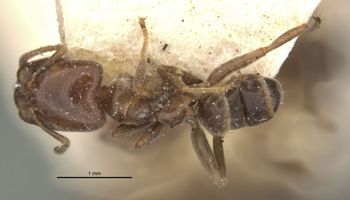 Media type: image;   Entomology 21327 Aspect: habitus dorsal view
